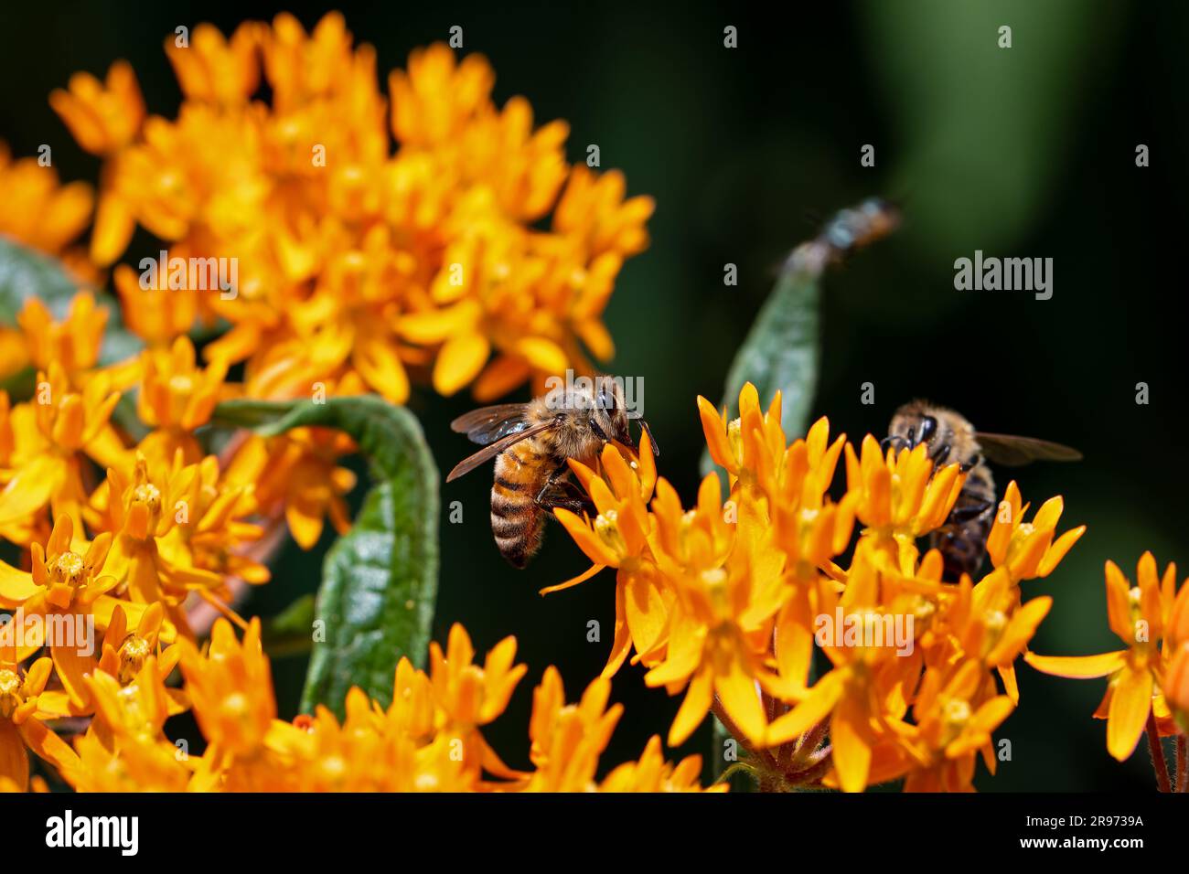 Abeille mellifère qui est un membre du genre Apis Asclepias tuberosa sur l'herbe papillon. Butterfly Weed est une espèce d'aspersion laitière Banque D'Images