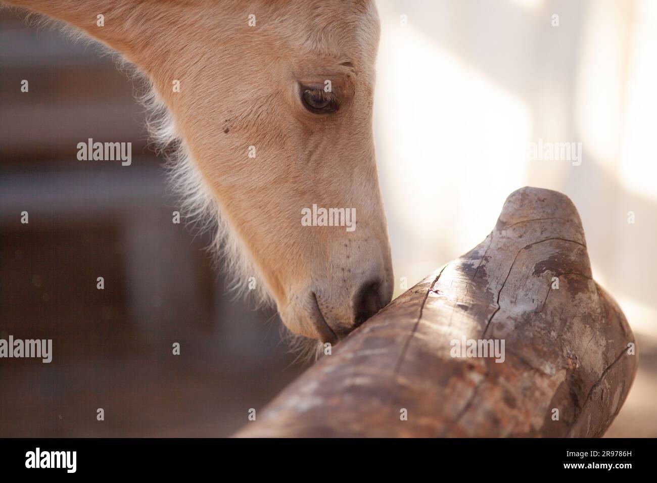 Vous pourrez vous délasser et explorer les environs. Courious Horse bébé apprendre une nouvelle expérience Banque D'Images