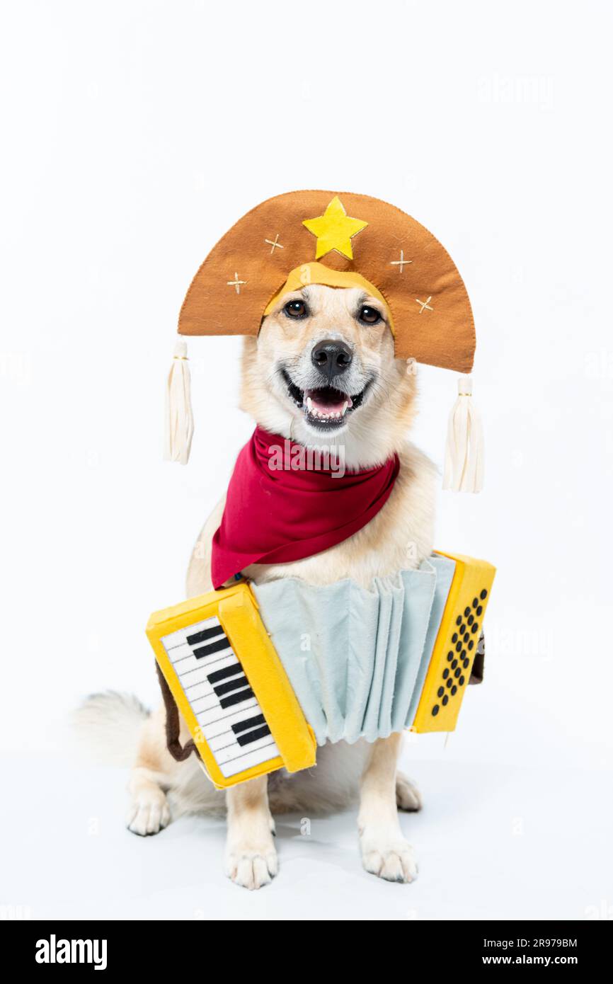 Un chien Chinook portant un costume de fête et jouant un accordéon, tout en souriant à l'appareil photo Banque D'Images