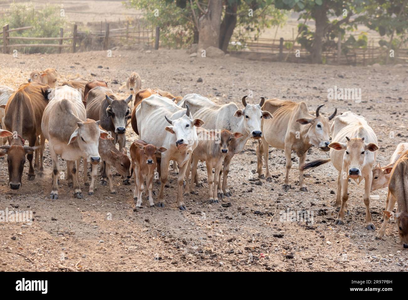 Troupeau de vaches asiatiques dans un ranch la production animale contribue aux émissions de gaz à effet de serre (GES) , Chiang mai Thaïlande. Banque D'Images