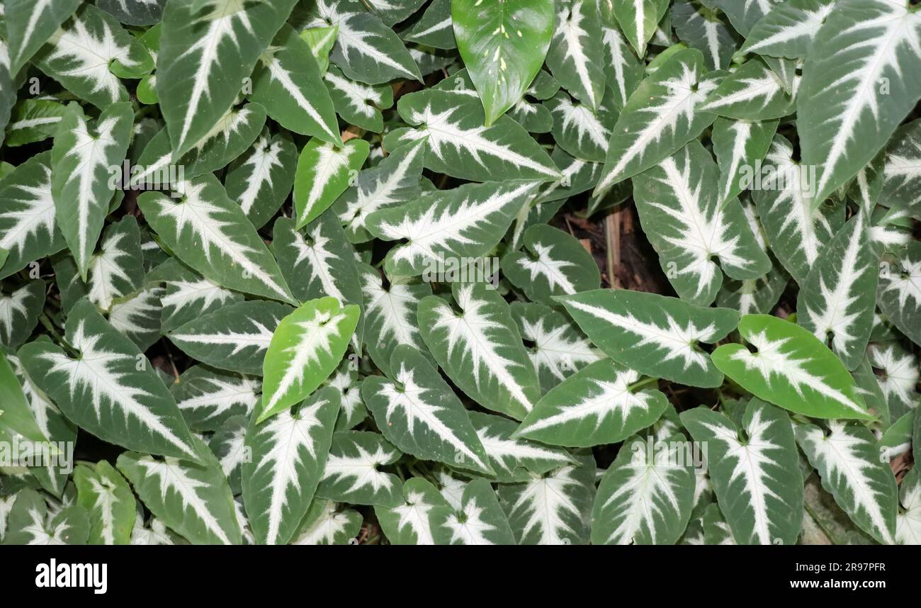 Syngonium, Podophyllum, plante en flèche, originaire d'Amérique centrale Banque D'Images