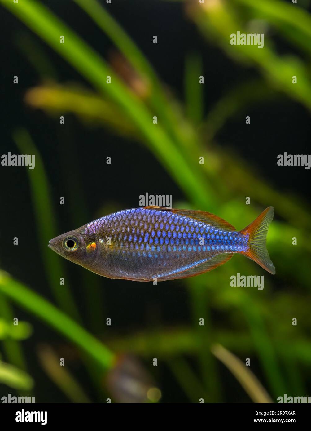 Poissons de pluie [ Melanotaenia boesemani ] dans l'aquarium Banque D'Images