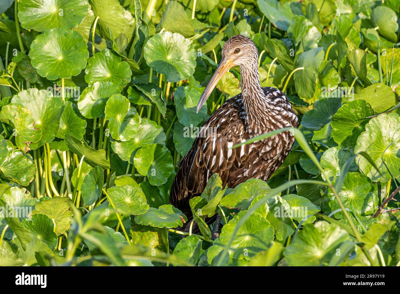 Limpkin (Aramus guarauna) au parc national Paynes Prairie Preserve à Micanopy, Floride, près de Gainesville. (ÉTATS-UNIS) Banque D'Images