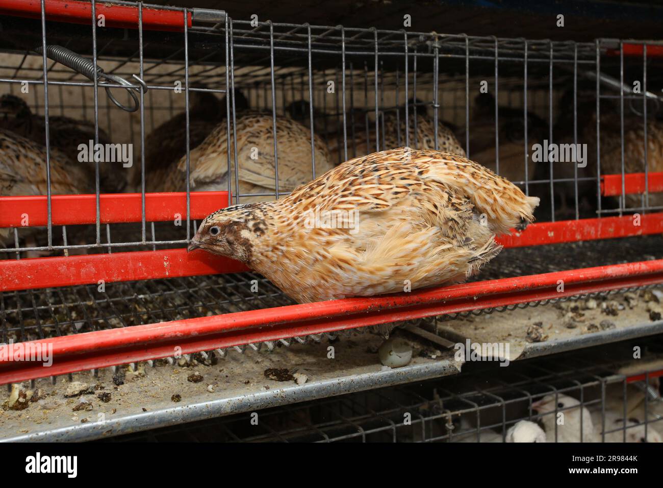 caille oiseau à la ferme Banque D'Images