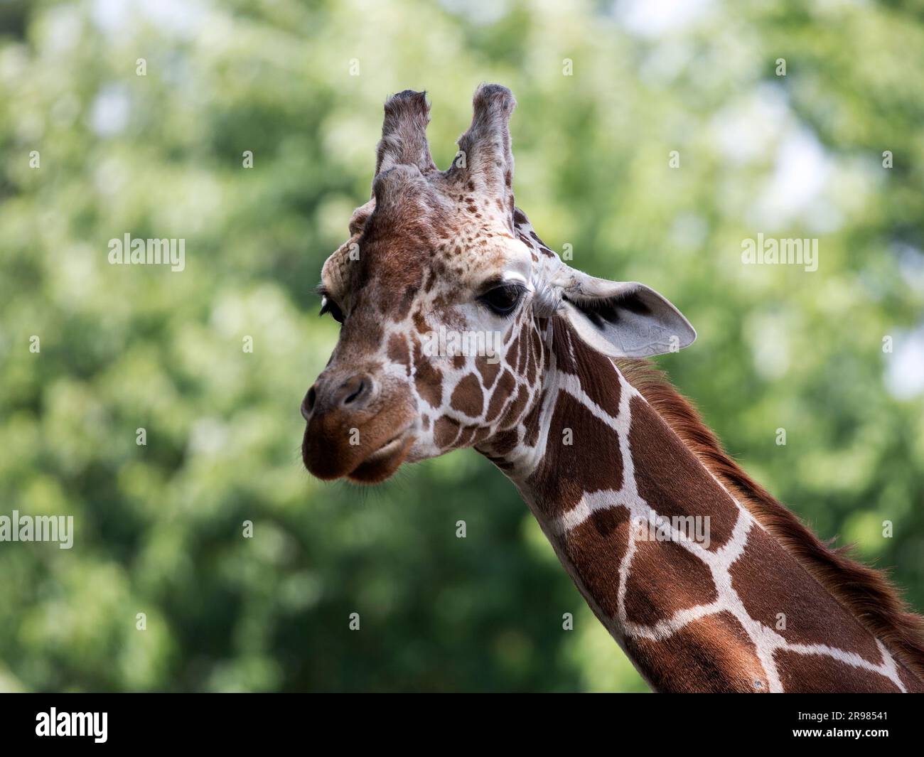 Girafe dans la nature un portrait Banque D'Images