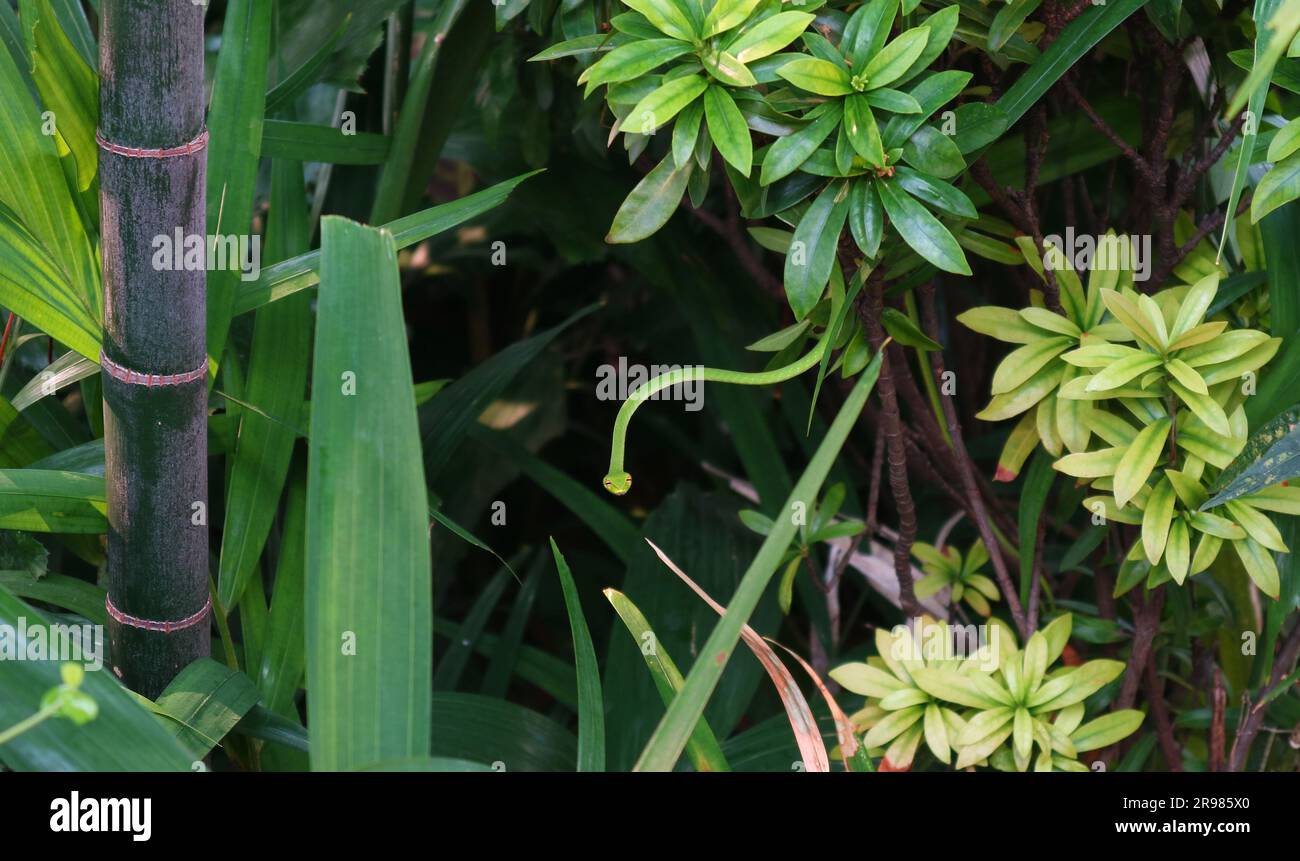 Serpent blanc oriental vert vif ou Ahaetulla Prasina grimpant dans les arbustes Banque D'Images