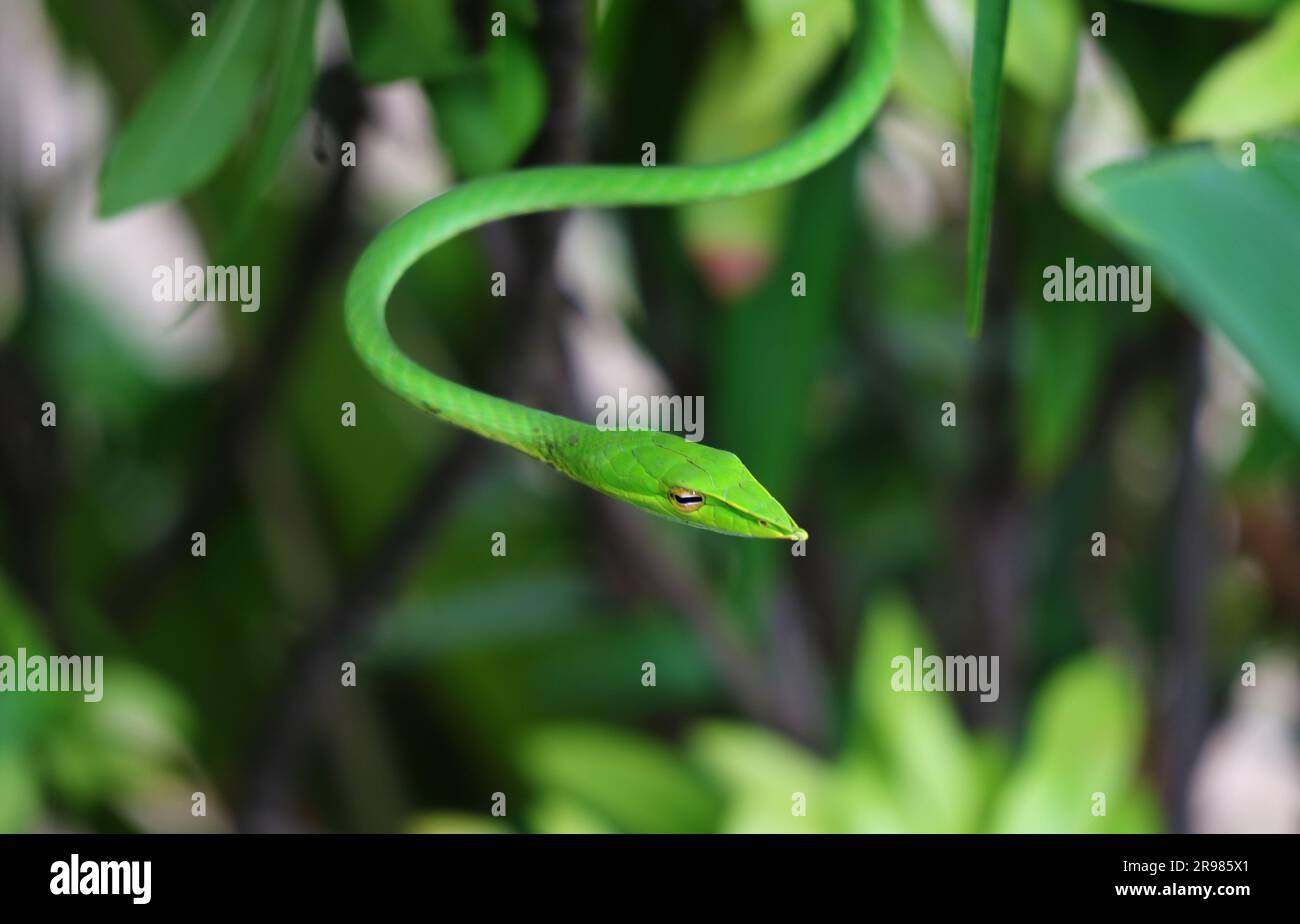 Gros plan d'un vert vif Ahaetulla Prasina ou d'un serpent à la whip orientale dans le jardin urbain Banque D'Images