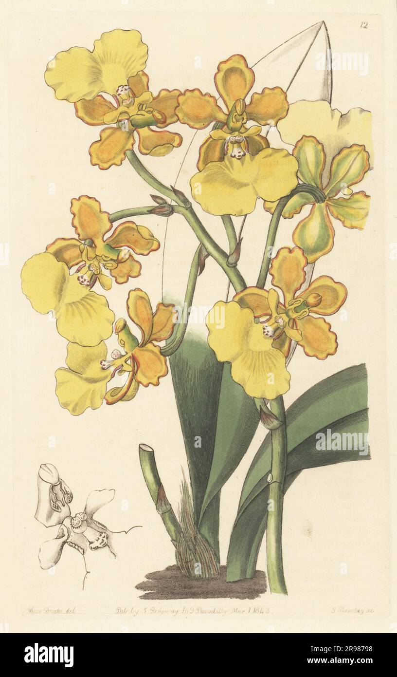 Orchidée Trichocentrum bicallosum. oncidium biciré, Oncidium bicallosum. Originaire du Mexique et d'Amérique centrale. Gravure sur plaque de coperplate en couleur main par George Barclay à la suite d’une illustration botanique par Sarah Drake du registre botanique d’Edwards, suite par John Lindley, publié par James Ridgway, Londres, 1843. Banque D'Images