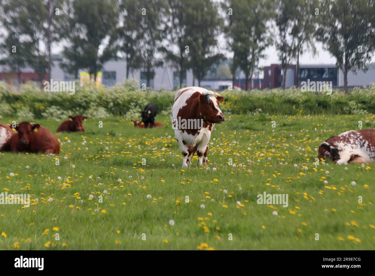 Vaches frisonnes Holstein rouges et noires sur un pré à Moordrecht aux pays-Bas Banque D'Images