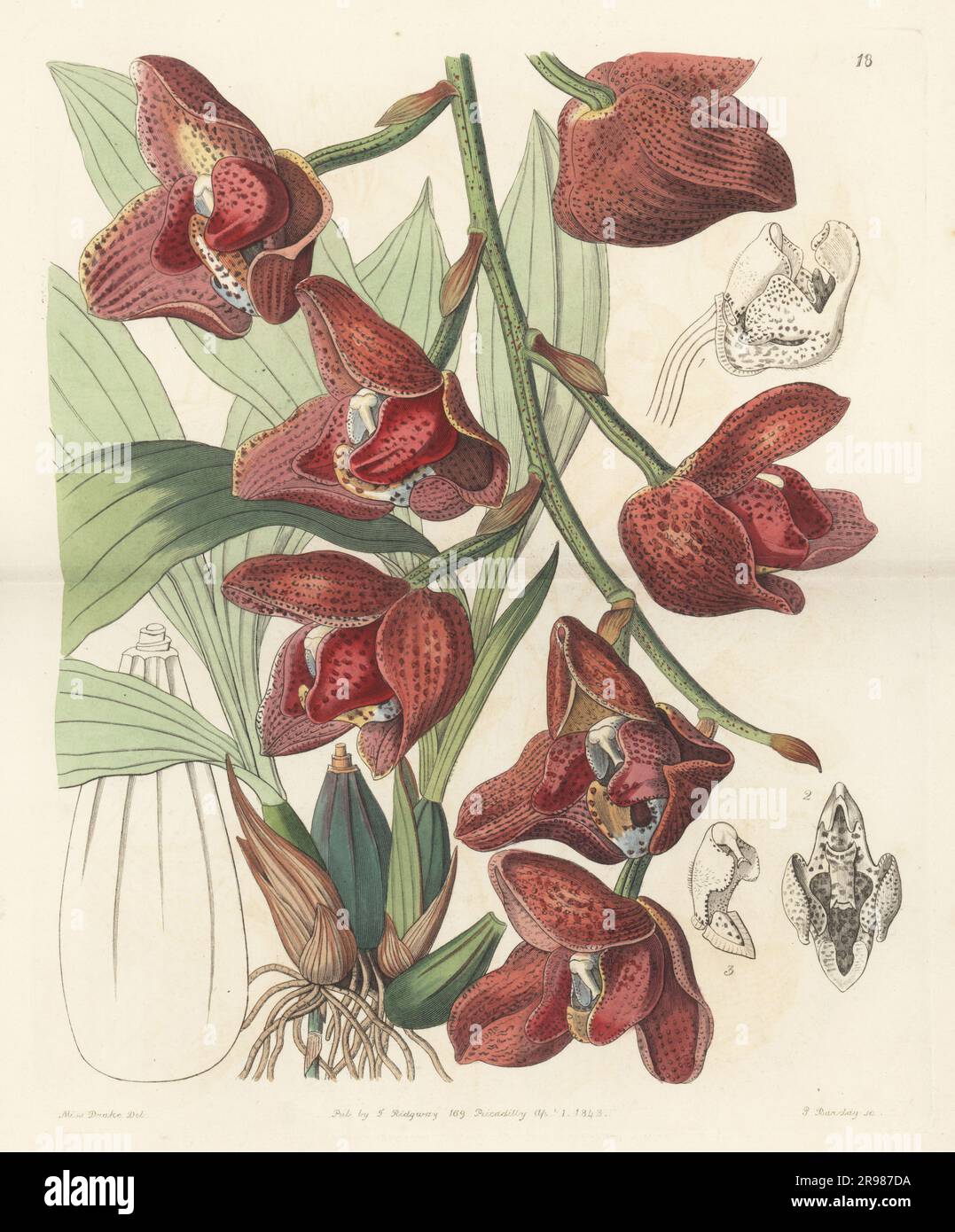 Acineta superba, orchidée épiphytique présente au Venezuela, en Colombie, en Équateur et au Pérou. La peristeria d'Humboldt, la Peristeria humboldti ou l'Anguloa superba. Gravure sur plaque de coperplate en couleur main par George Barclay à la suite d’une illustration botanique par Sarah Drake du registre botanique d’Edwards, suite par John Lindley, publié par James Ridgway, Londres, 1843. Banque D'Images