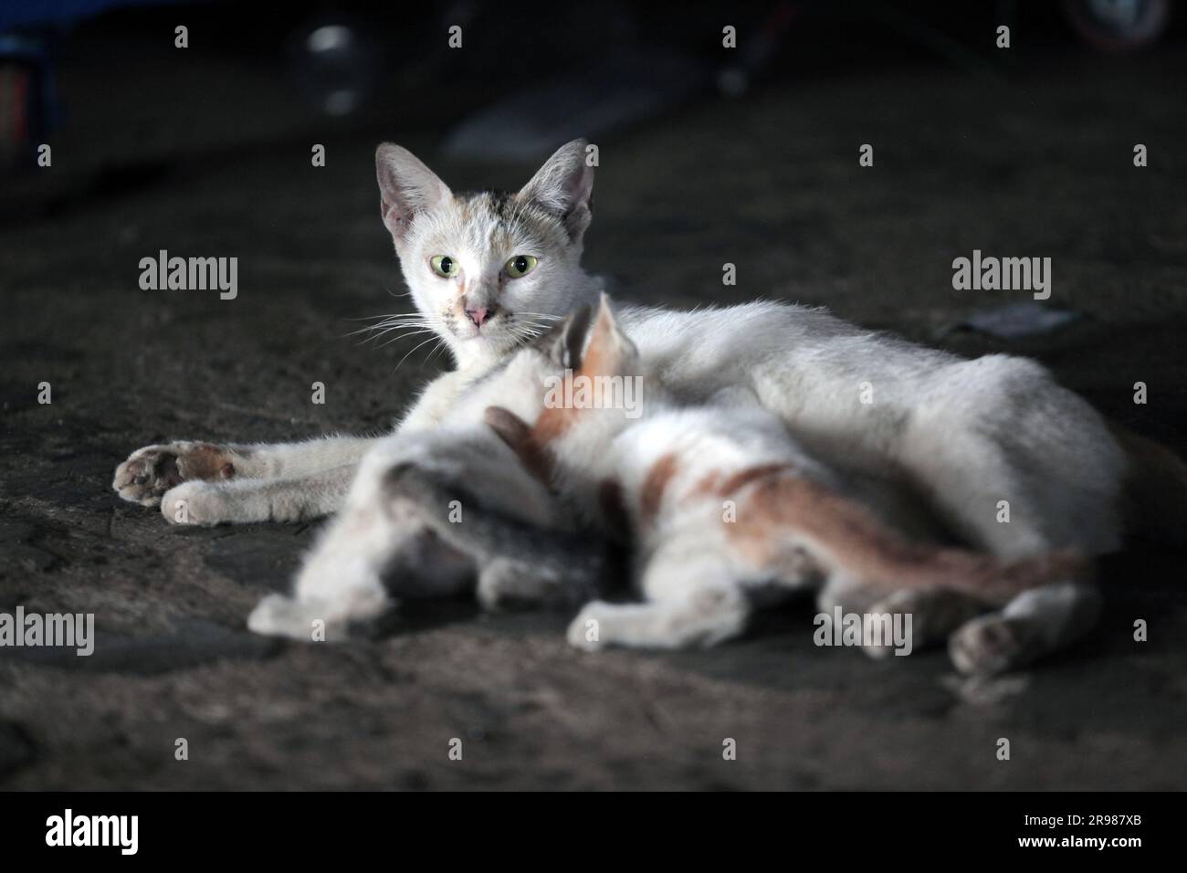 Chat domestique, whita et chat domestique Balck Banque D'Images