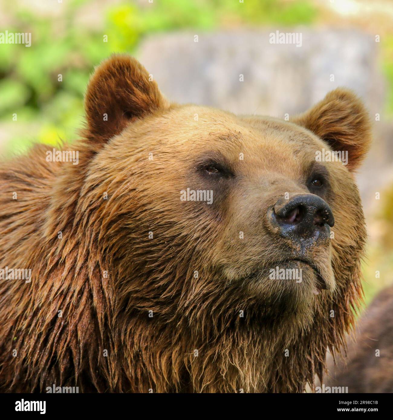 Gros plan d'un gros ours brun dans un parc qui regarde de côté Banque D'Images