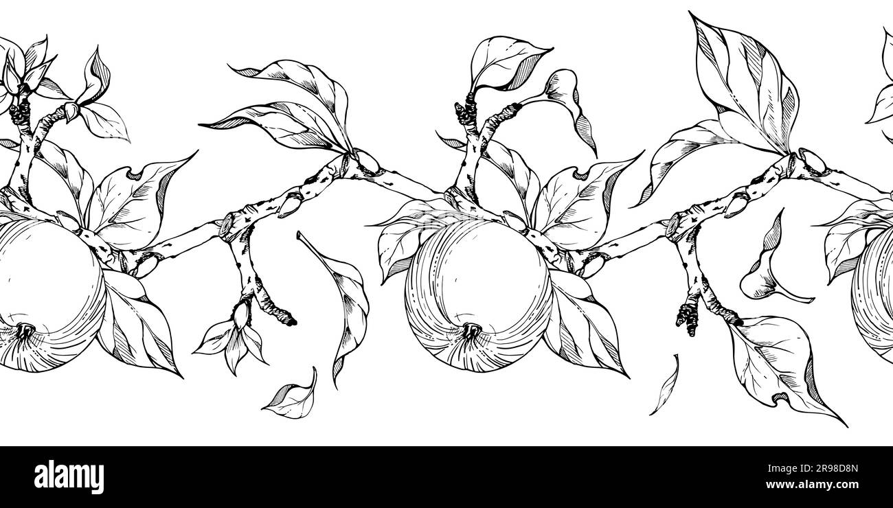 Encre tirée à la main pomme fruits, branches et feuilles, vecteur monochrome, contour détaillé sans couture bannière horizontale. Isolé sur fond blanc Design Illustration de Vecteur