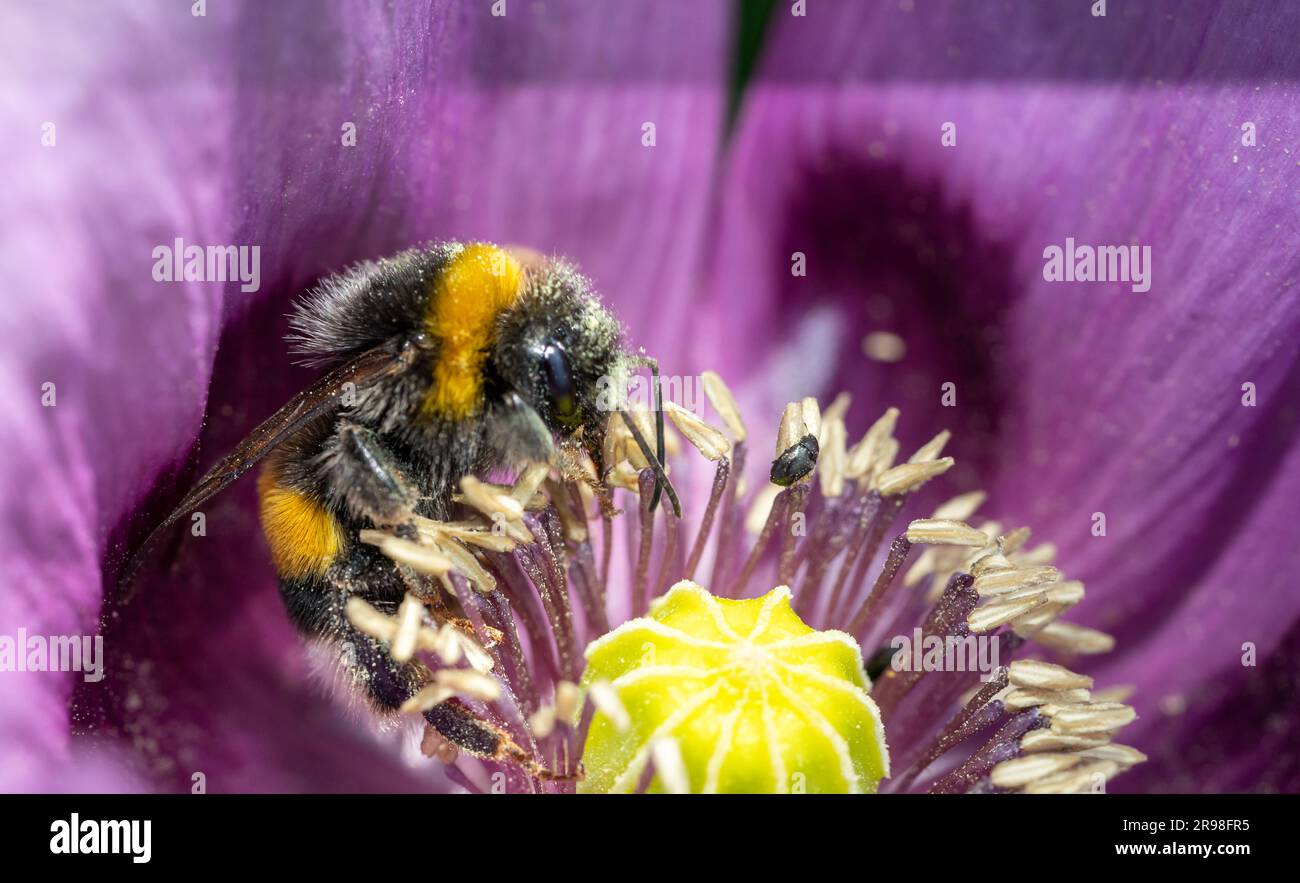 bumblebee sur un gros plan de fleur Banque D'Images