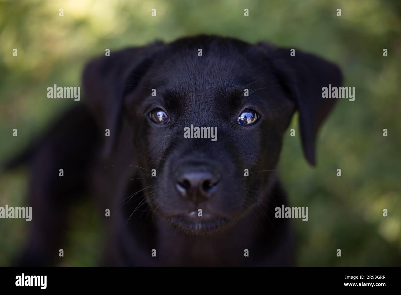 Portrait en haut d'un adorable chien noir de Labrador aux yeux brillants de 10 semaines, qui regarde directement dans l'appareil photo dans un jardin extérieur Banque D'Images