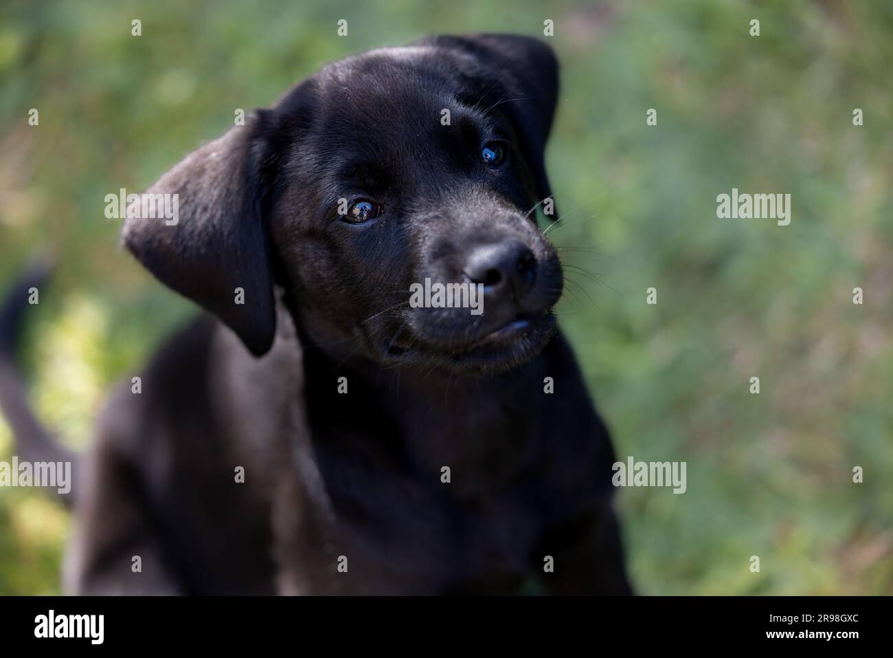Portrait de haut en bas d'un adorable chiot noir du Labrador de 10 semaines avec fond bokeh et espace de copie Banque D'Images
