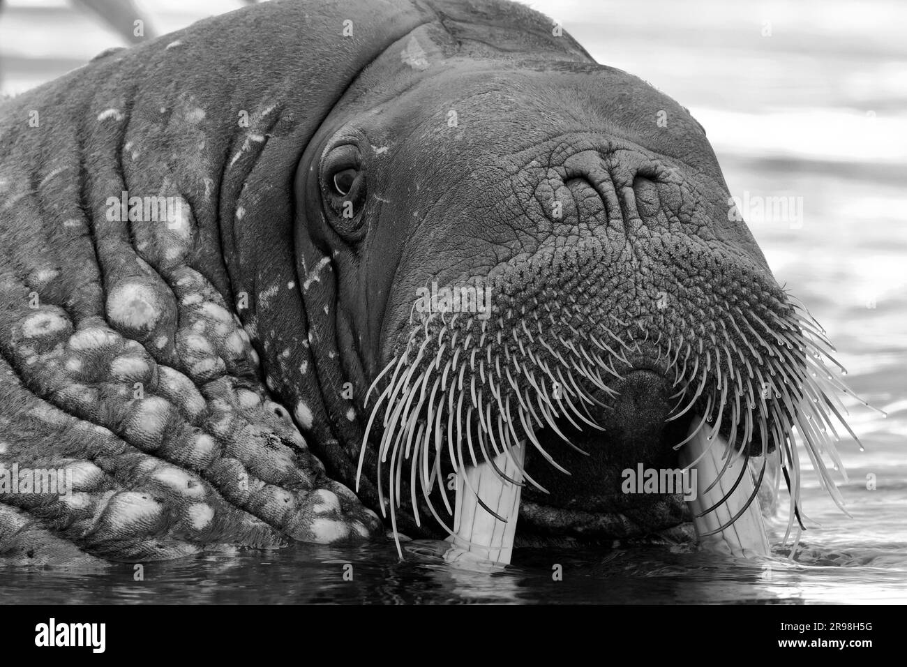 L'image de Walrus a été prise à Svalbard, en Norvège. Banque D'Images L'image de Walrus a été prise à Svalbard, en Norvège. Banque D'Images