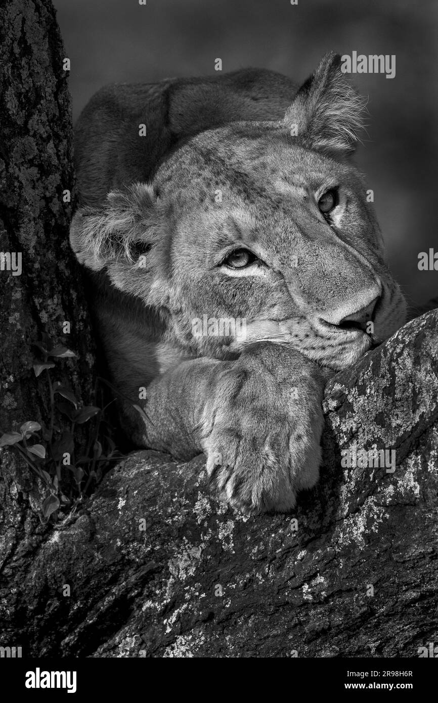 L'image des Lions sur l'arbre a été prise à Serengeti, Tanzanie. Banque D'Images