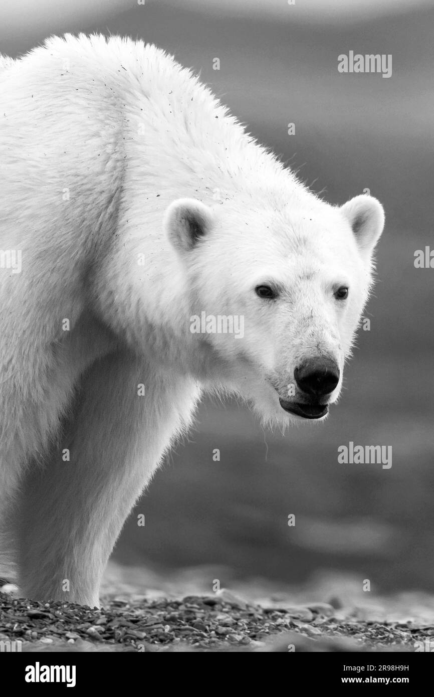 L'image de l'ours polaire a été prise à Svalbard, en Norvège. Banque D'Images