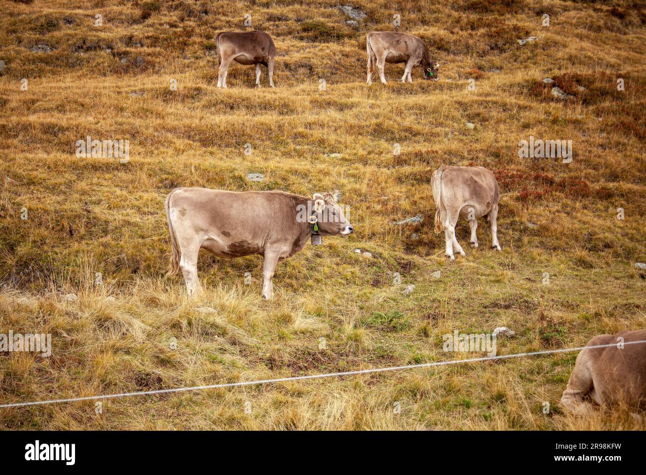 Les vaches de montagne se broutent sur les pâturages alpins en Suisse Banque D'Images