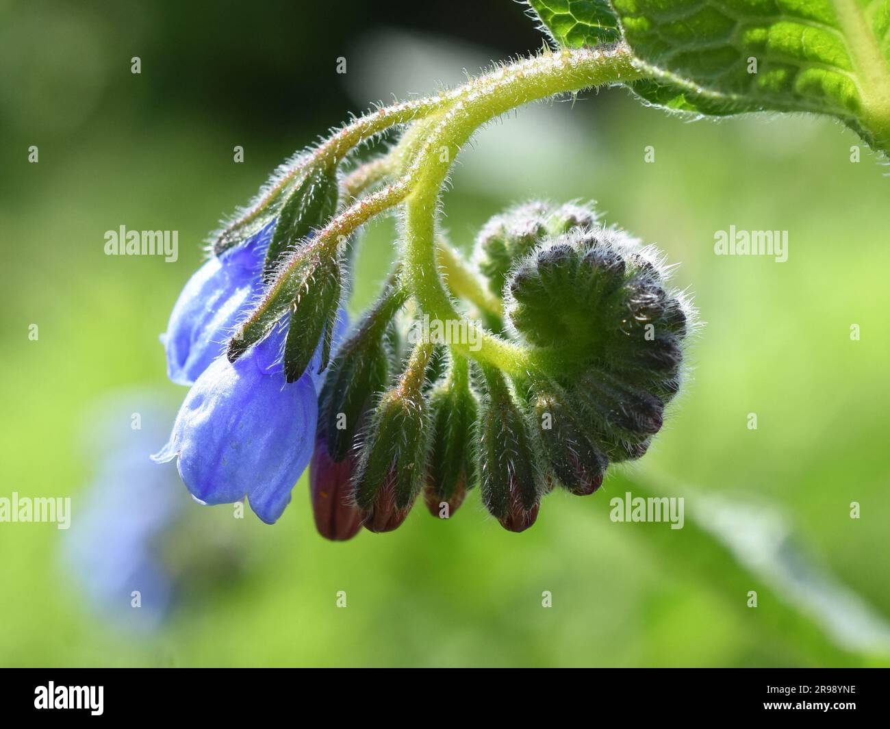 Fleurs communes bleues comfrey en plein air Banque D'Images