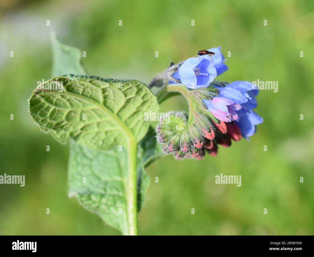 Fleurs communes bleues comfrey en plein air Banque D'Images