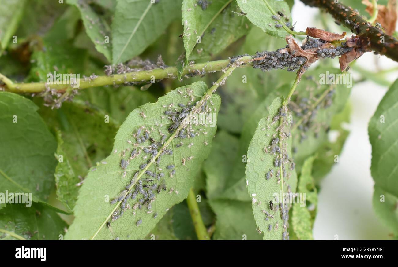 Gros plan sur les feuilles de cerisier d'oiseau fortement infectées par les pucerons Banque D'Images