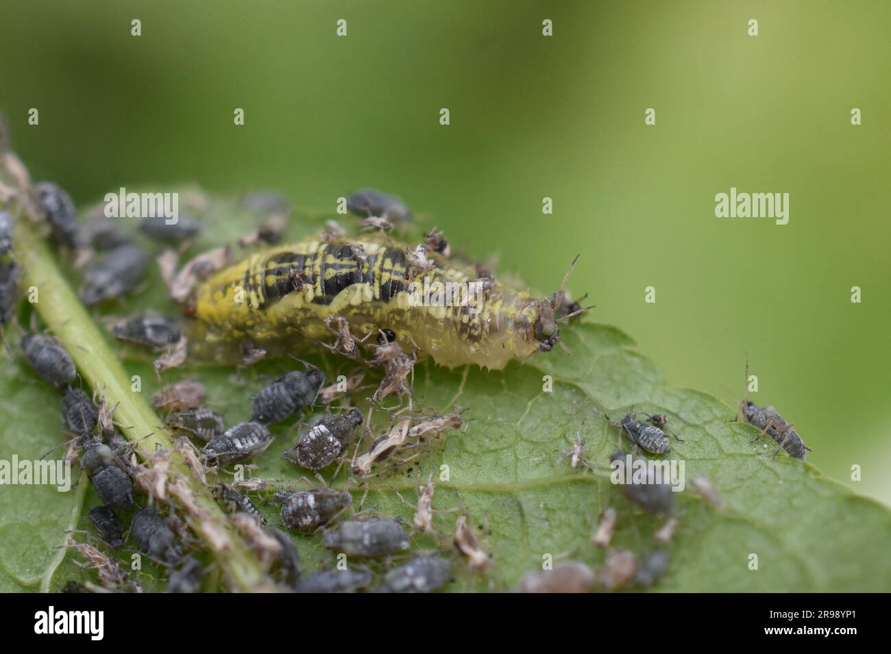 La larve de syrphus survole se nourrissant des pucerons sur le cerisier d'oiseau Banque D'Images