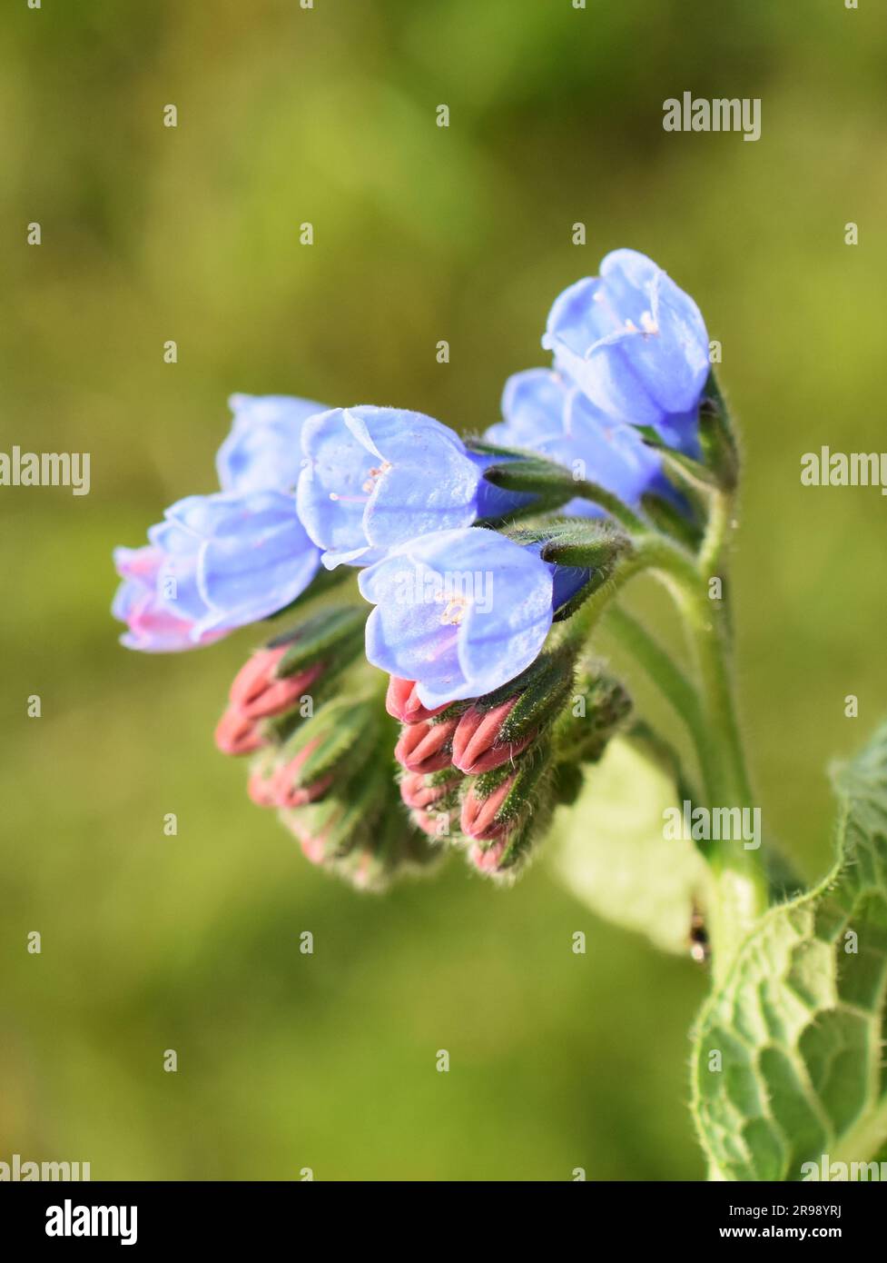 Fleurs communes bleues comfrey en plein air Banque D'Images
