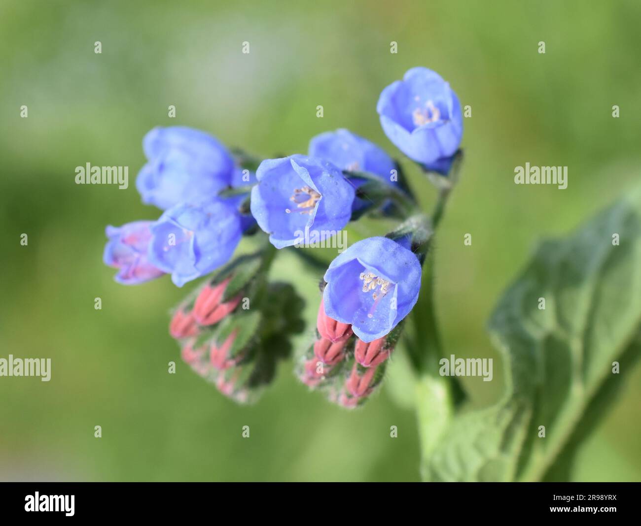Fleurs communes bleues comfrey en plein air Banque D'Images
