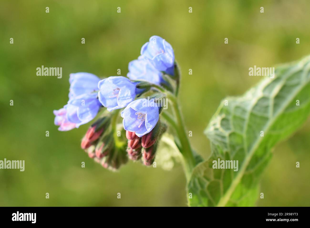 Fleurs communes bleues comfrey en plein air Banque D'Images