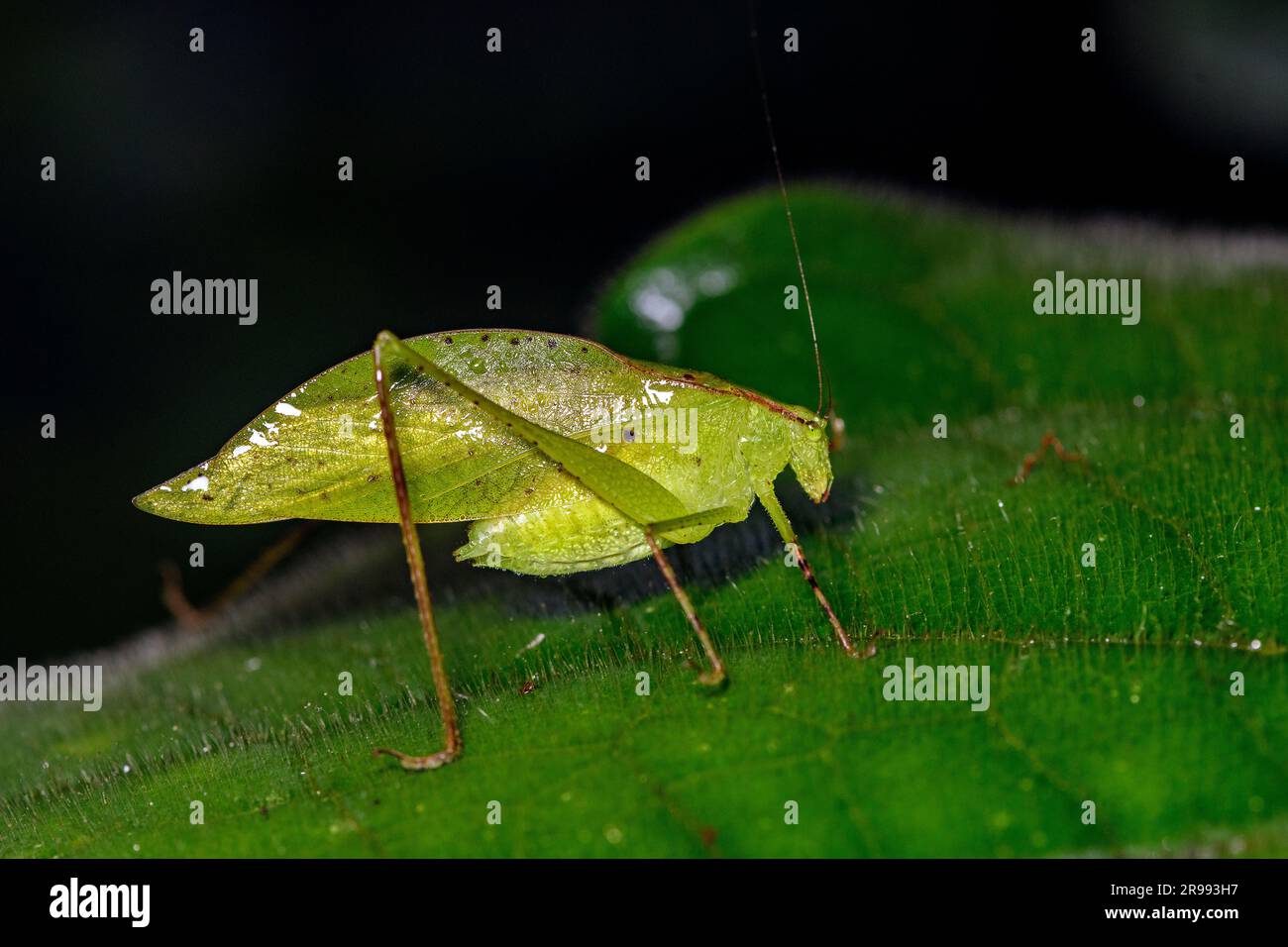 Katydid à feuilles vertes (FAD. Tattigonidae) de Las Arrieras, Sarapiqui, Costa Rica. Banque D'Images