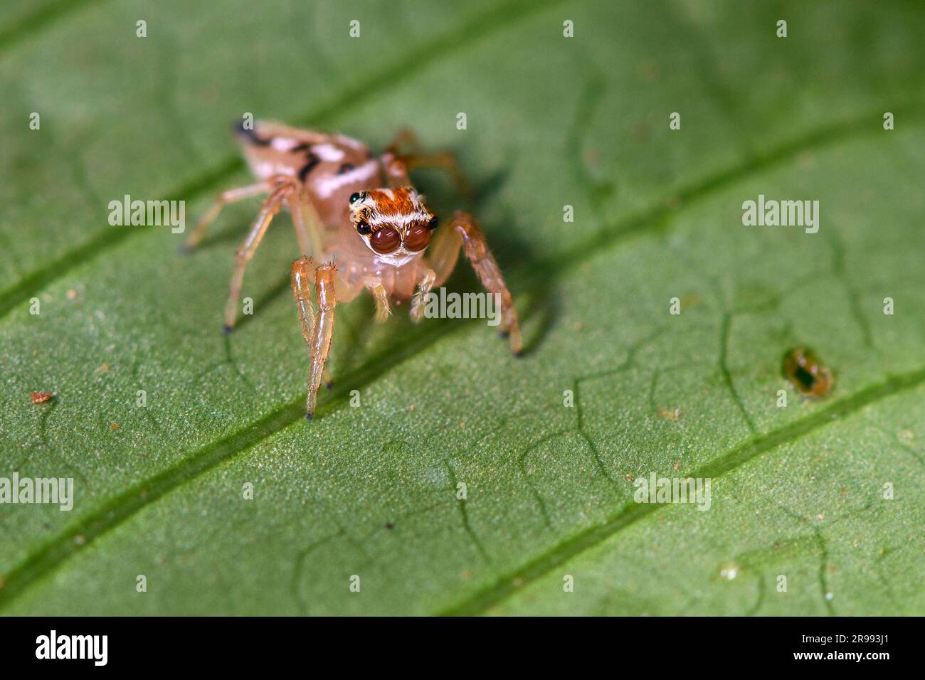 Araignée sauteuse (famp. Salticidae) de Las Arrieras, Sarapiqui, Costa Rica. Banque D'Images