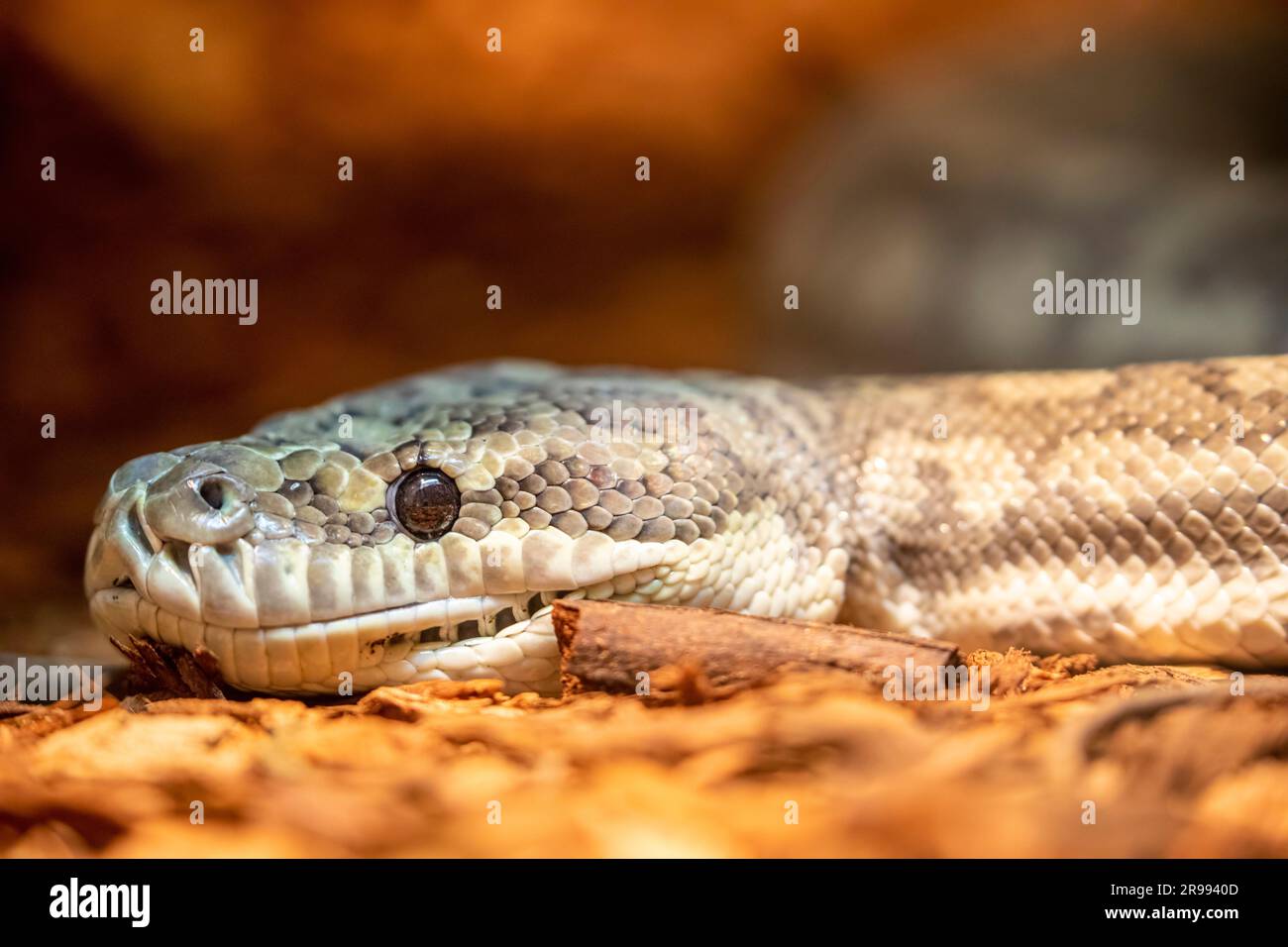 Le python à tapis (Morelia spilota) est un grand serpent de la famille des Pythonidés que l'on trouve en Australie, en Nouvelle-Guinée. Banque D'Images