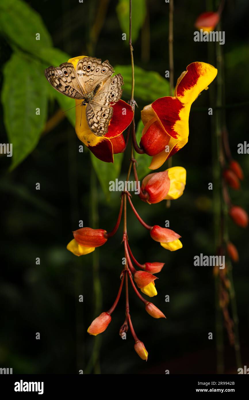 Papillon gris Pansy - Junonia atlites, beau papillon brun et gris des prés et des bois de l'Asie du Sud-est, Malaisie. Banque D'Images