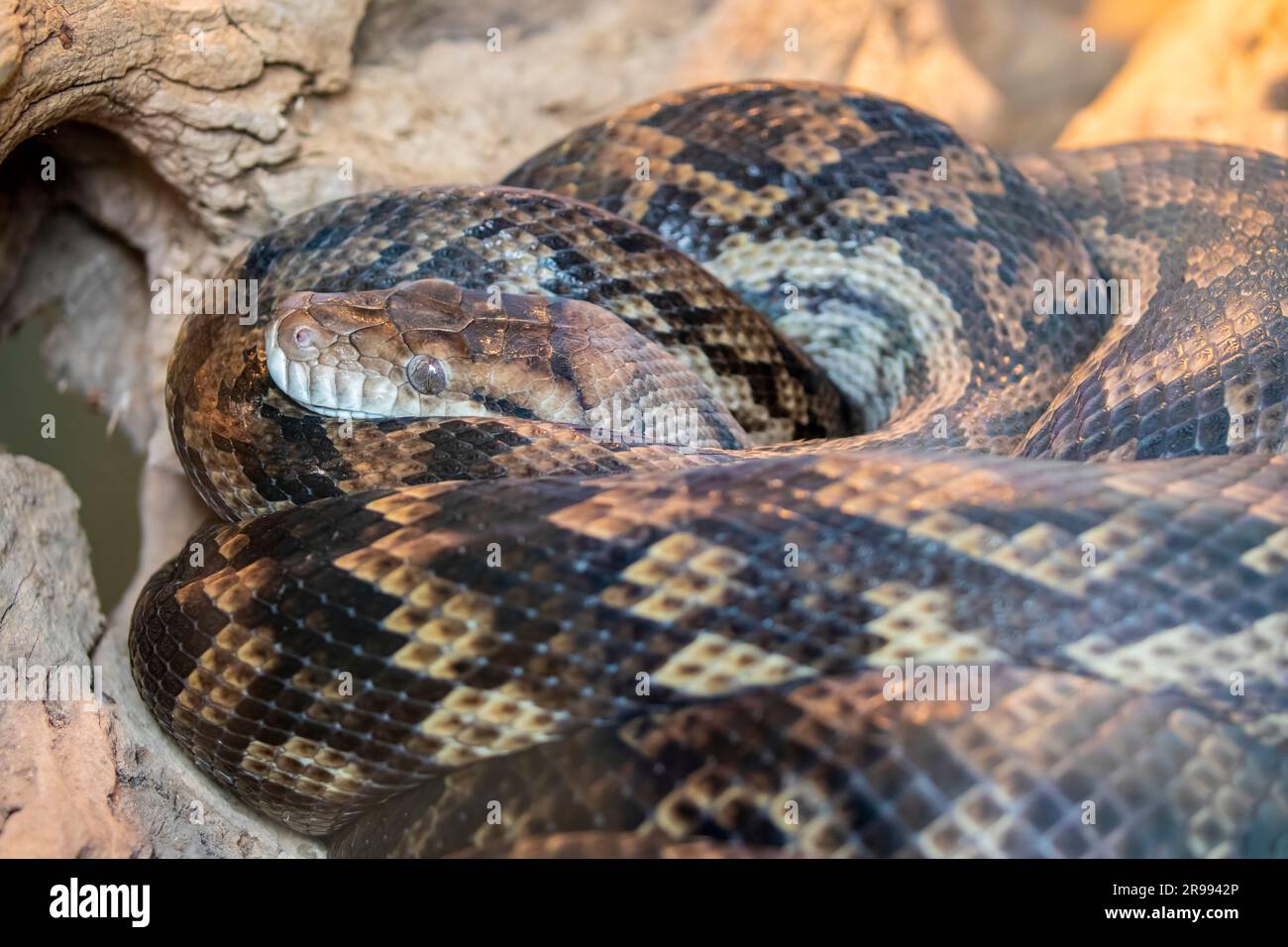 Le python améthystine (Simalia amethistina) est une espèce de serpent non venimeux de la famille des Pythonidae. L'espèce se trouve en Indonésie et en Papouasie Banque D'Images