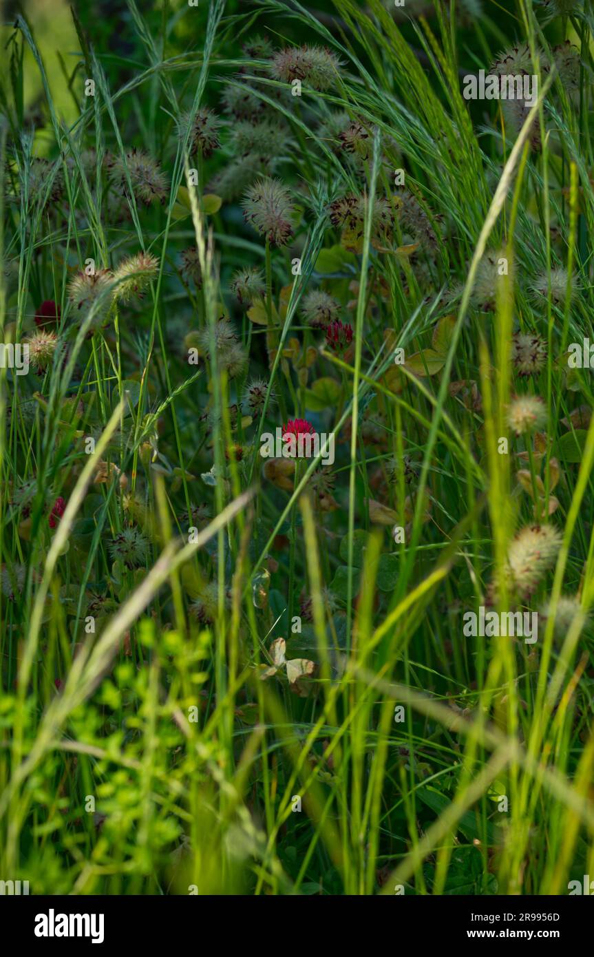 Une seule fleur de trèfle très rouge (Trifolium pratense) brille à travers les lames d'herbe verte Banque D'Images