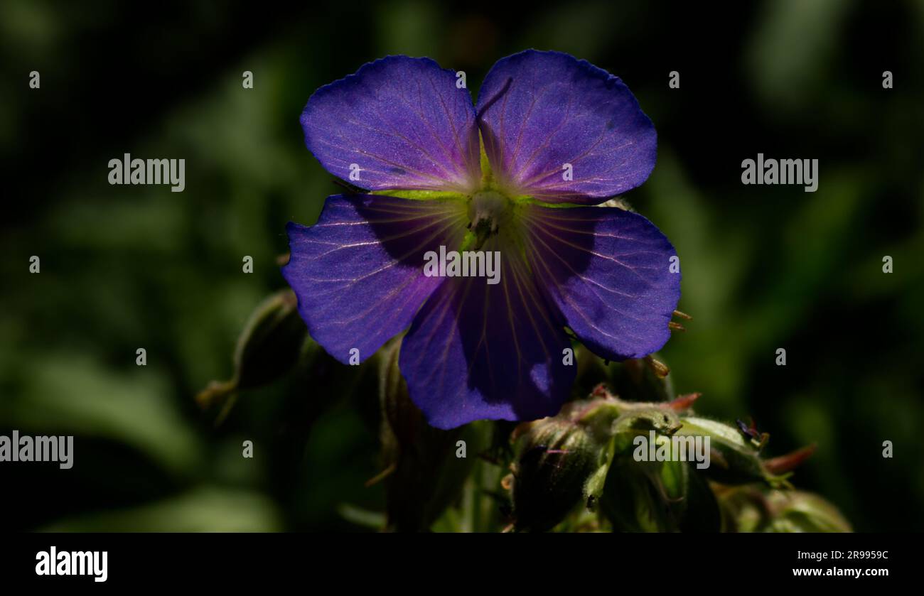 Fleur de grue de prairie-bec (Geranium pratense, géranium de prairie) Banque D'Images