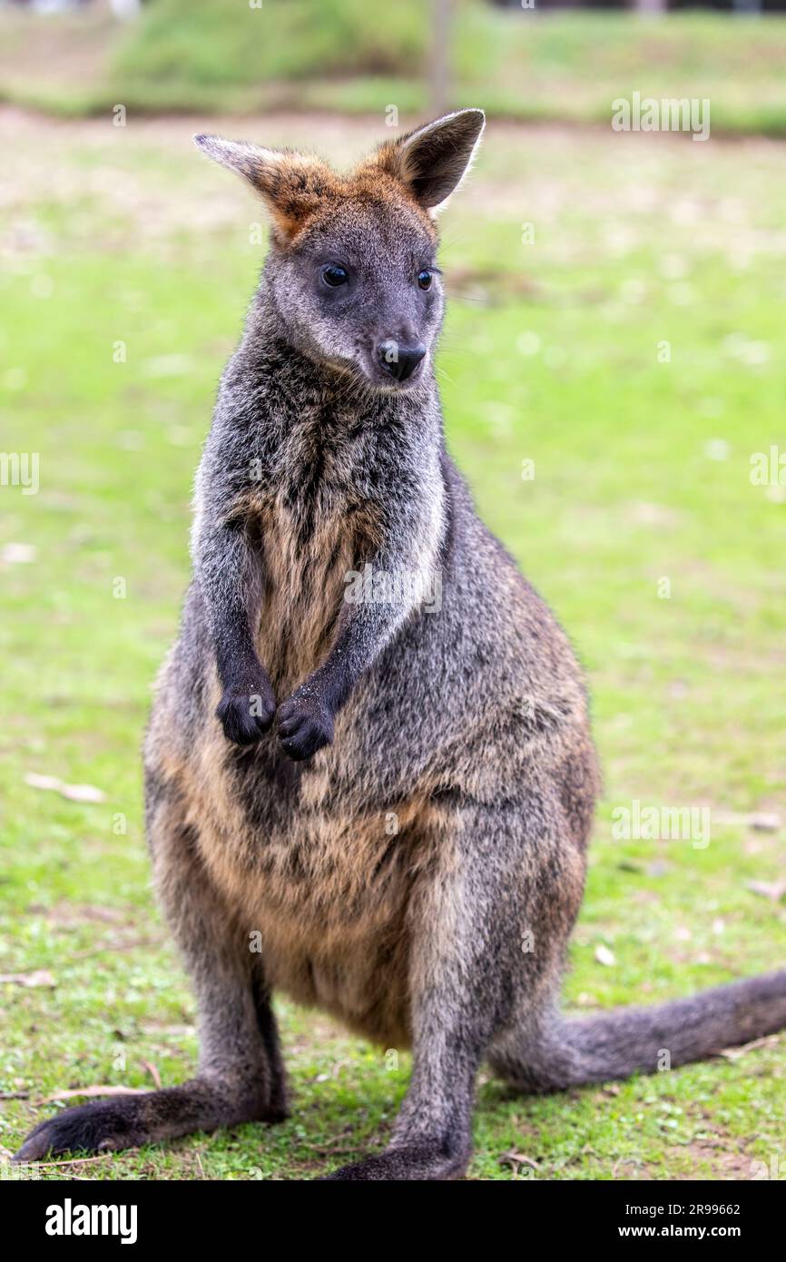 Le wallaby marsupial des marais (Wallabia bicolor) est un petit macropode marsupial de l'est de l'Australie. Le manteau gris typique des macropodes variait Banque D'Images