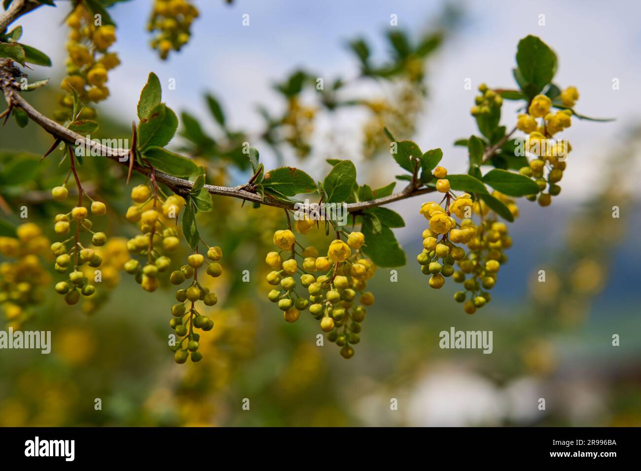 Berberitze (Berberis vulgaris), Zweig mit gelben Blütendolden, Hoher Kaukasus, Georgien Banque D'Images