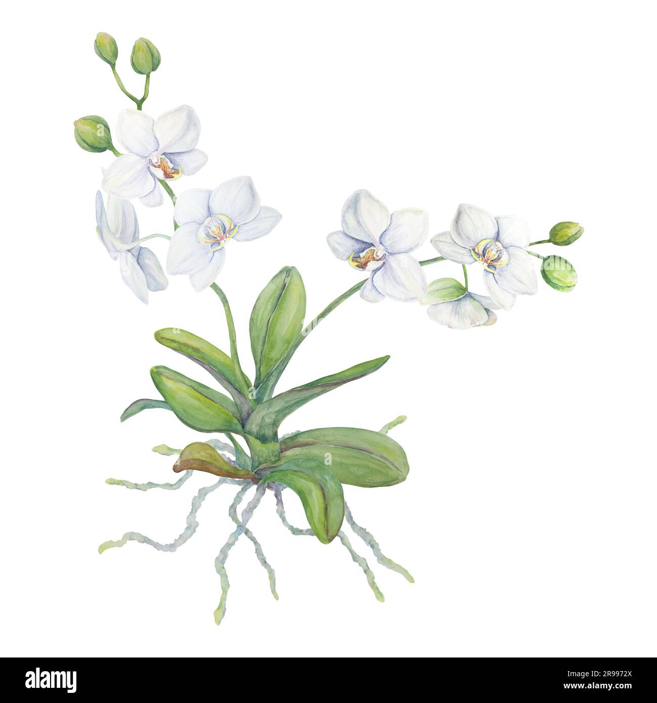 Fleur blanche d'orchidée avec racines. Illustration délicate et réaliste de l'aquarelle botanique dessinée à la main. Clipart pour les invitations de mariage, décor, textiles Banque D'Images