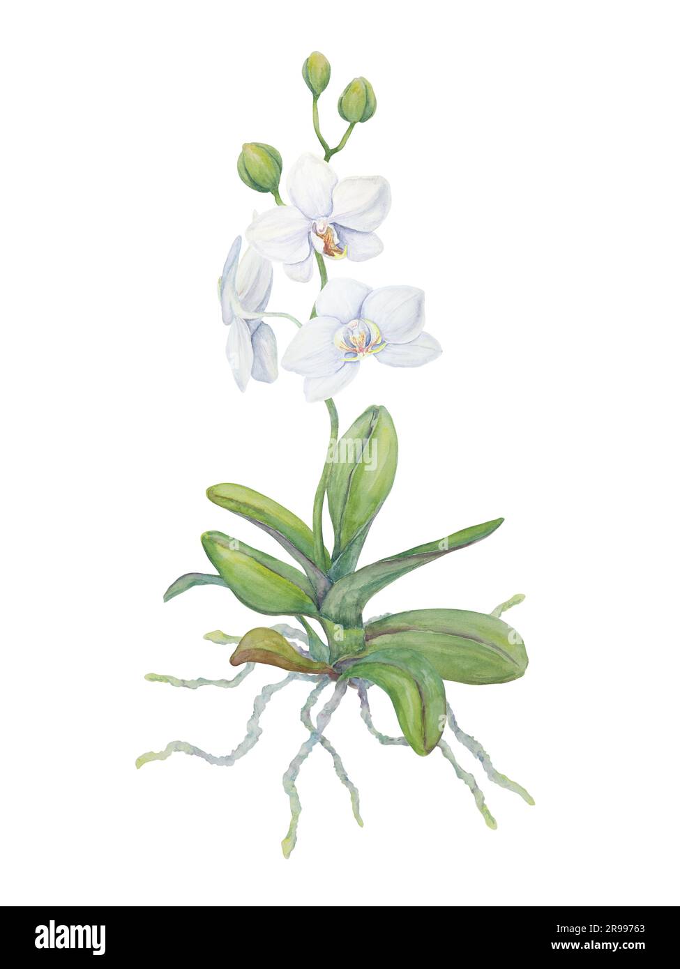Fleur blanche d'orchidée avec racines. Illustration délicate et réaliste de l'aquarelle botanique dessinée à la main. Clipart pour les invitations de mariage, décor, textiles Banque D'Images