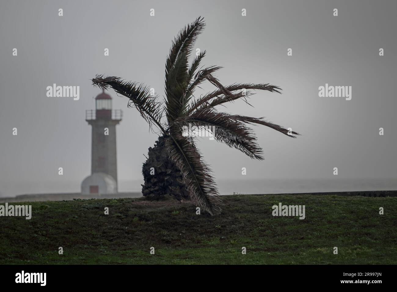 Jeune palmier près de la mer sous une forte tempête de vent. Côte portugaise du Nord. Banque D'Images