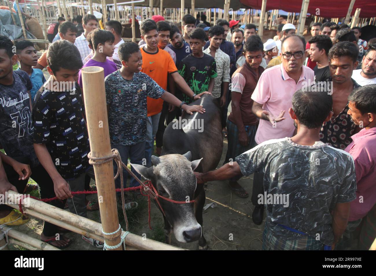 Dhaka Bangladesh 23jun2023, des animaux sacrificiels ont commencé à arriver sur les marchés de la capitale avant la prochaine Eid al-Adha, cette photo était Banque D'Images