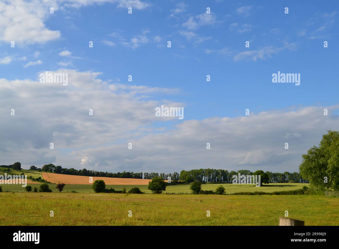 L'été dans la vallée du Darent près de Shoreham, Kent sur le sentier de la vallée du Darent, au sud-est de l'Angleterre Banque D'Images