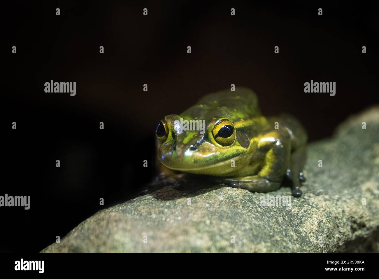 Grenouille verte et dorée, Litoria aurea, une espèce de grenouille d