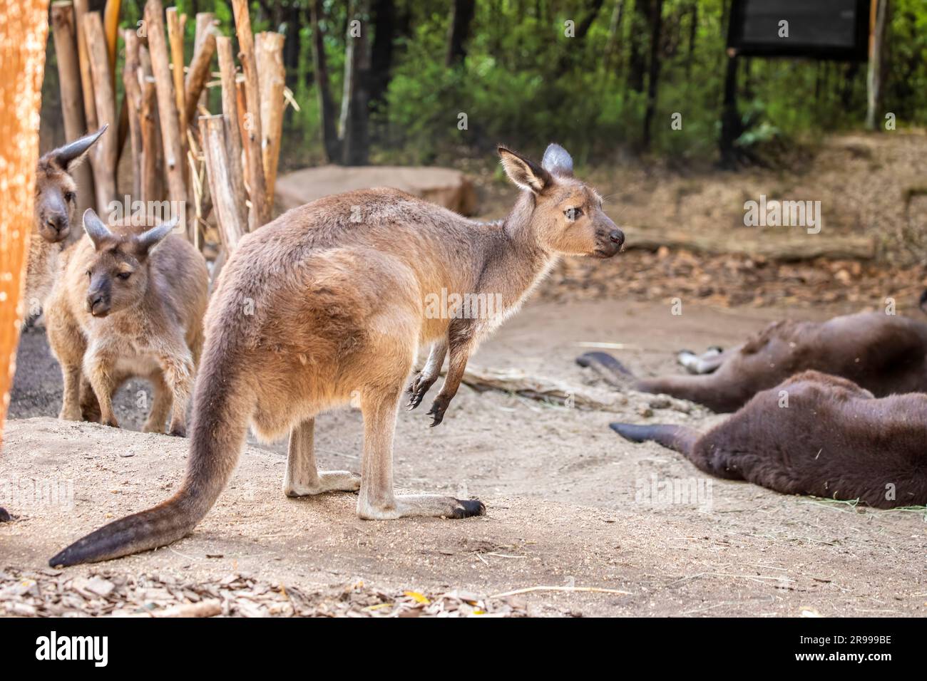 Le kangourou gris occidental (Macropus fuliginosus) est un grand kangourou très commun que l'on trouve dans presque toute la partie sud de l'Australie. Banque D'Images