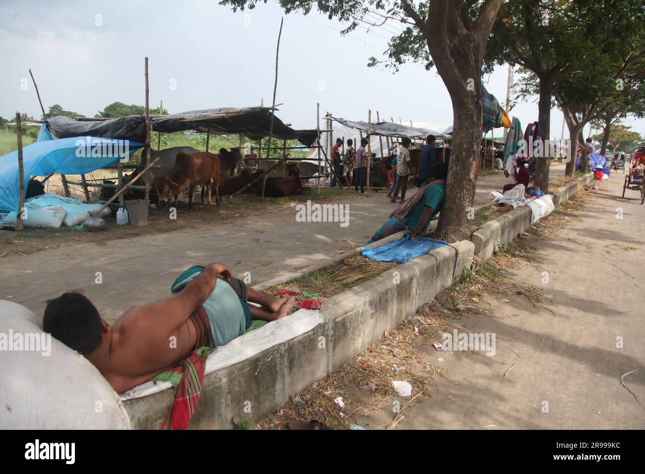 Dhaka Bangladesh 23 jun2023, les animaux sacrificiels ont commencé à arriver sur les marchés de la capitale avant la prochaine Eid al-Adha, cette photo a été Banque D'Images