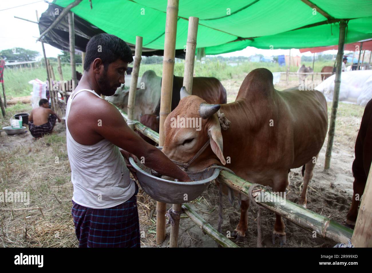 Dhaka bangladesh 0n 23jun2023.le plus grand festival sacré des musulmans Eid UL Adha approche. Un propriétaire de vache nourrit son bétail au marché du bétail Banque D'Images