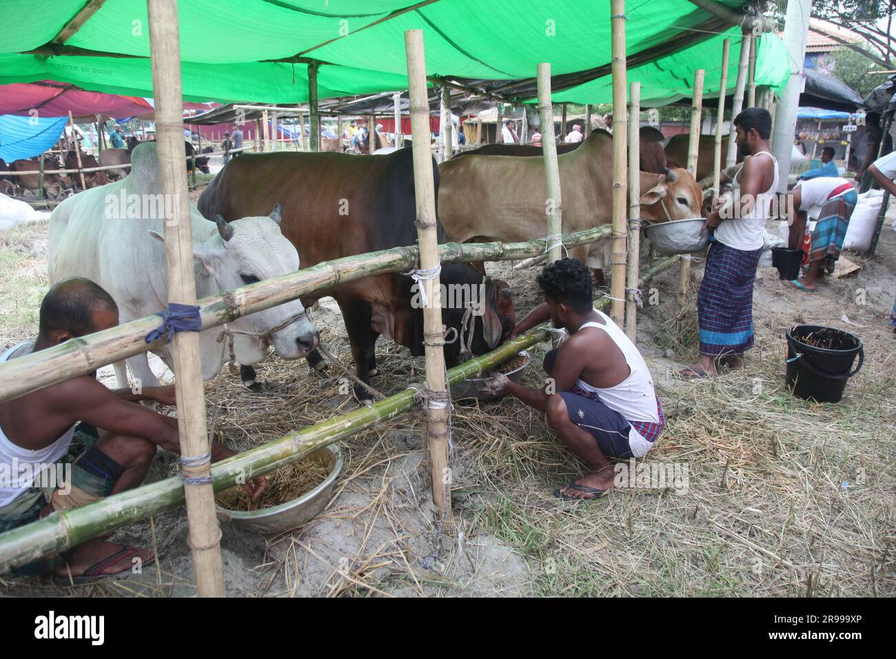 Dhaka bangladesh 0n 23jun2023.le plus grand festival sacré des musulmans Eid UL Adha approche. Un propriétaire de vache nourrit son bétail au marché du bétail Banque D'Images